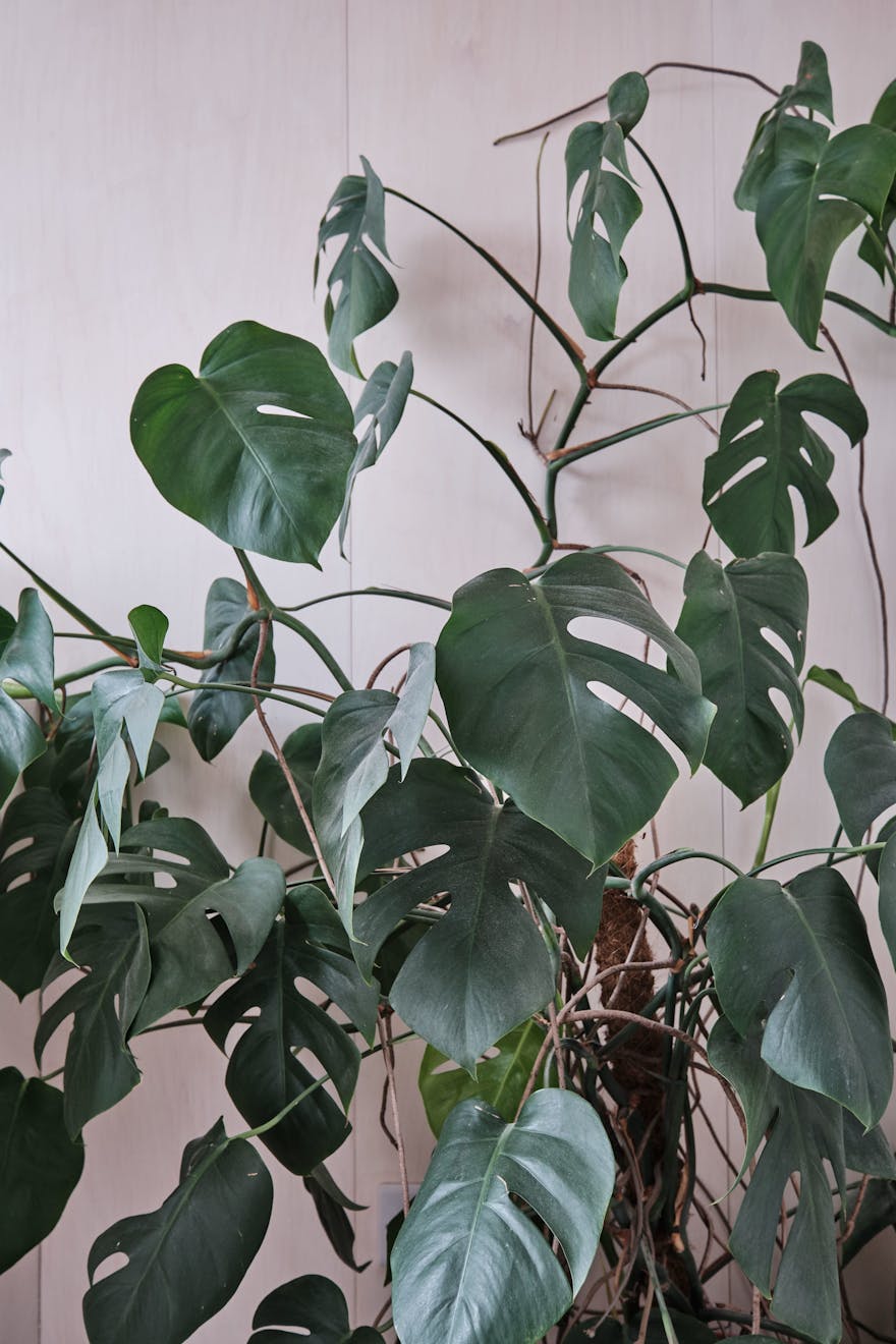 Offord Road - Aucoot - Victorian house flat refurbishment - Ply wood staircase