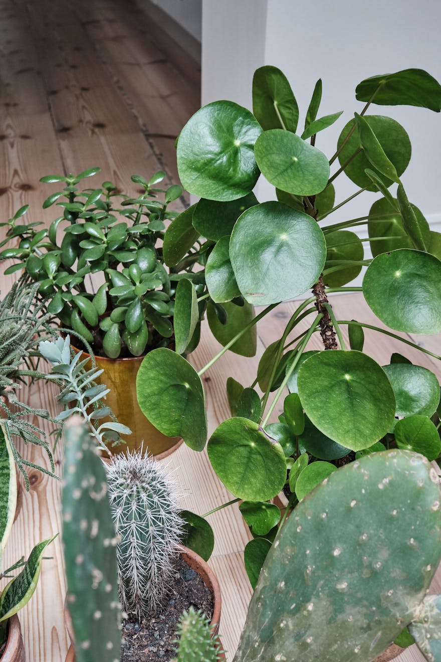 Richmond-Road-London-Fields-Aucoot-Victorian-house-basement-flat-modern-refurbishment